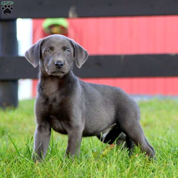 Reece, Charcoal Labrador Retriever Puppy