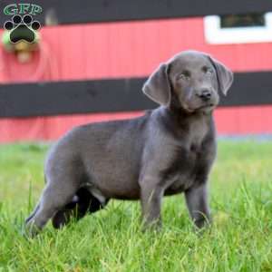 Reece, Charcoal Labrador Retriever Puppy