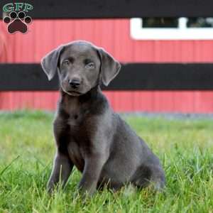 Reece, Charcoal Labrador Retriever Puppy