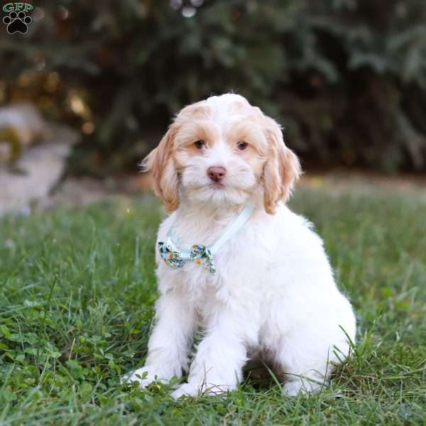 Reed, Cockapoo Puppy