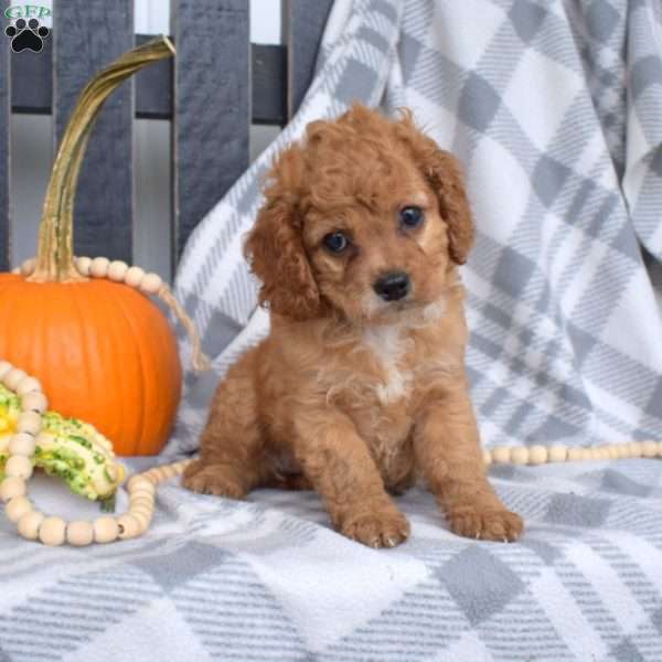 Reese, Miniature Poodle Mix Puppy