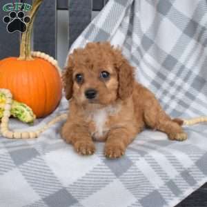 Reese, Miniature Poodle Mix Puppy