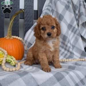 Reese, Miniature Poodle Mix Puppy