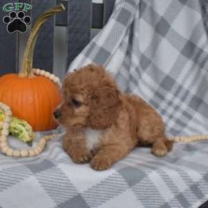 Reese, Miniature Poodle Mix Puppy