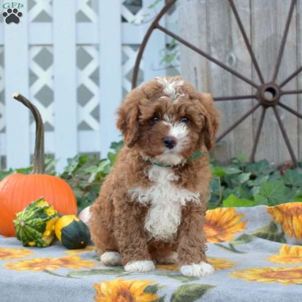 Reese, Cavapoo Puppy