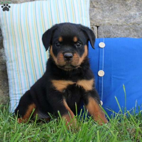 Reese, Rottweiler Puppy