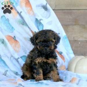 Remmy, Toy Poodle Puppy