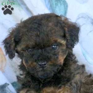 Remmy, Toy Poodle Puppy