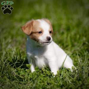 Remy, Papillon Puppy