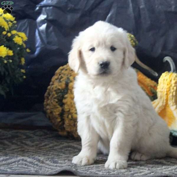 Renee, English Cream Golden Retriever Puppy