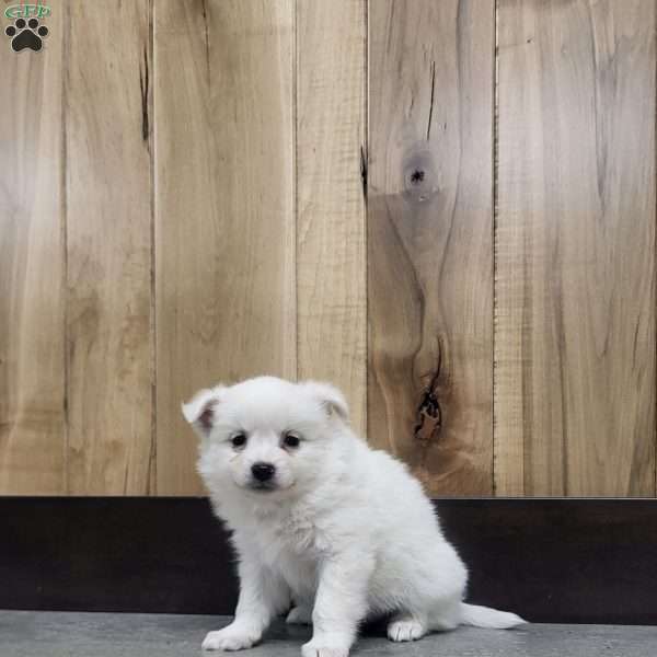 Grace, American Eskimo Puppy