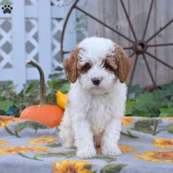 Rex, Cavapoo Puppy