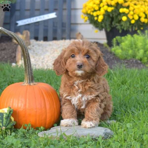 Rhoda, Cavapoo Puppy