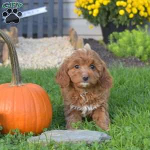 Rhoda, Cavapoo Puppy