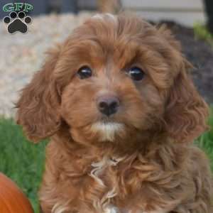 Rhoda, Cavapoo Puppy