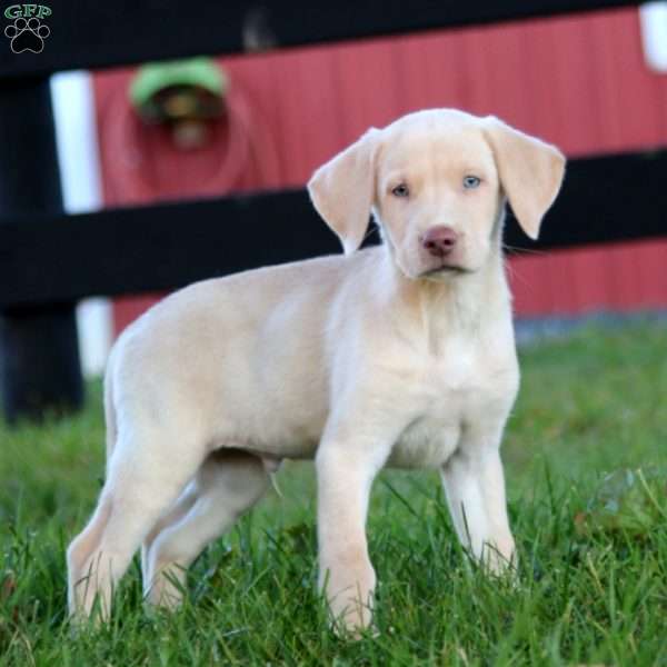 Rianna, Yellow Labrador Retriever Puppy