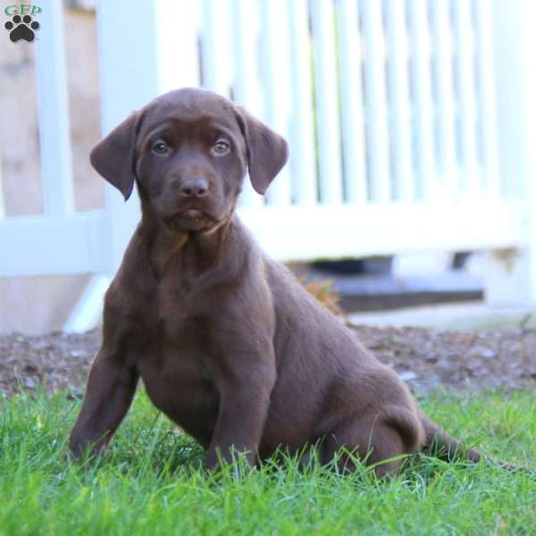 Rianna, Chocolate Labrador Retriever Puppy