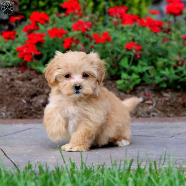 Rianna, Maltipoo Puppy