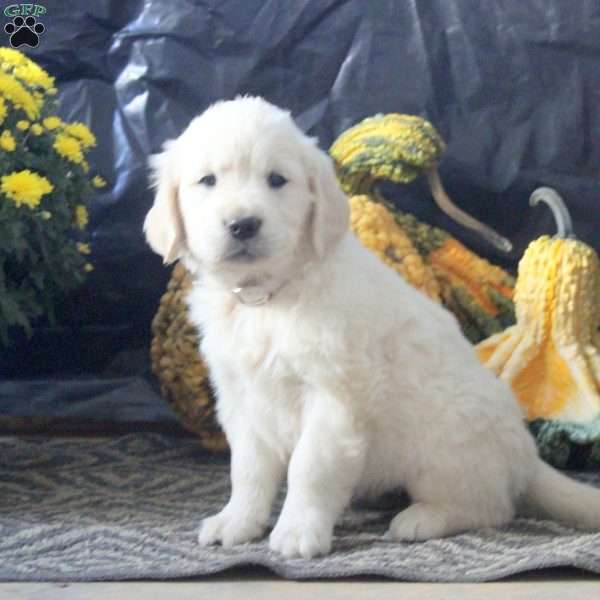 Richie, English Cream Golden Retriever Puppy