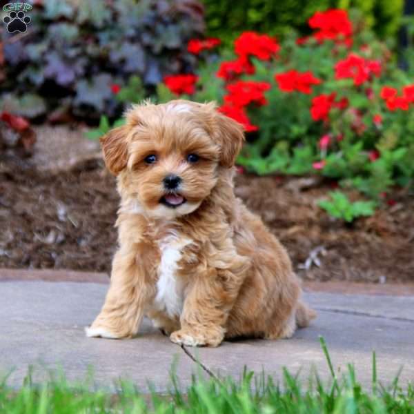 Ricky, Maltipoo Puppy