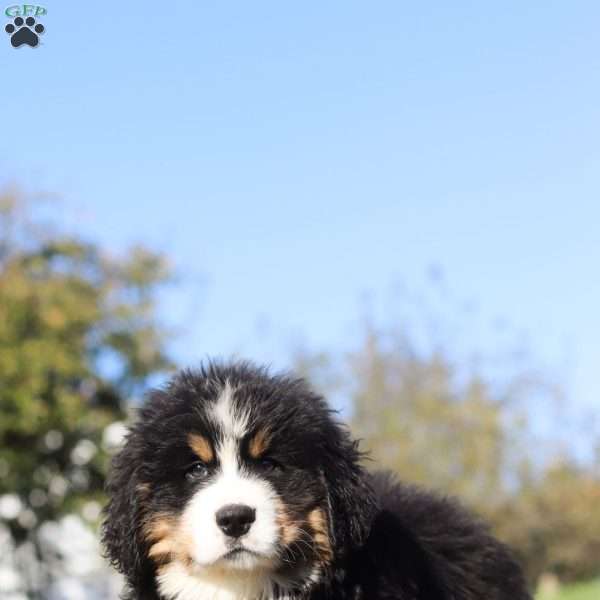 Riley, Bernese Mountain Dog Puppy