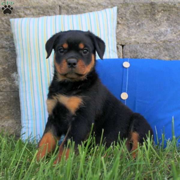 Riley, Rottweiler Puppy