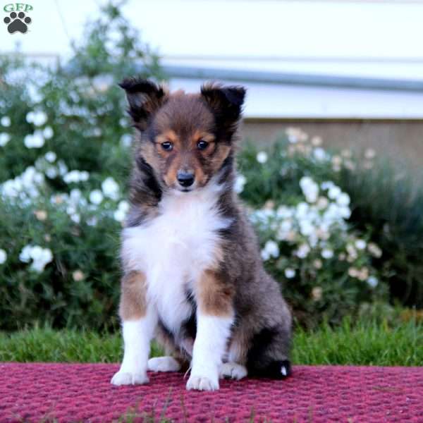 Riley, Sheltie Puppy