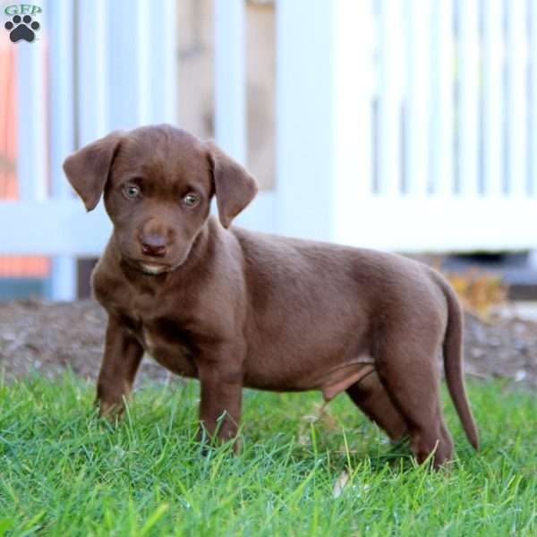 Riley, Chocolate Labrador Retriever Puppy