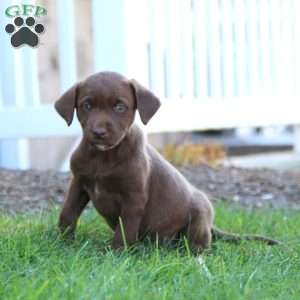 Riley, Chocolate Labrador Retriever Puppy