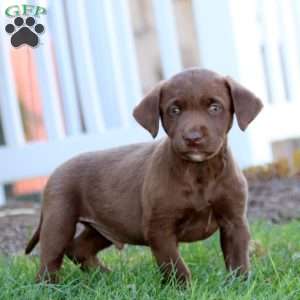 Riley, Chocolate Labrador Retriever Puppy