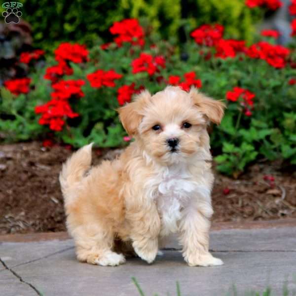 Rilynn, Maltipoo Puppy