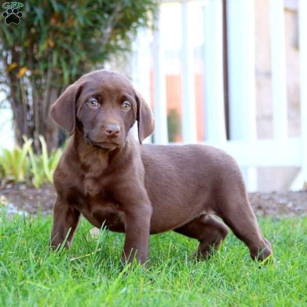 Rilynn, Chocolate Labrador Retriever Puppy