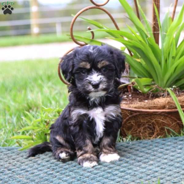 Rilynn, Havanese Puppy