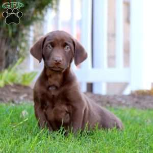 Rilynn, Chocolate Labrador Retriever Puppy