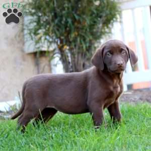 Rilynn, Chocolate Labrador Retriever Puppy