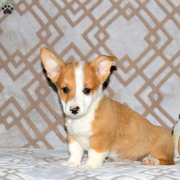 Ringo, Pembroke Welsh Corgi Puppy