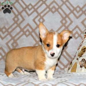 Ringo, Pembroke Welsh Corgi Puppy