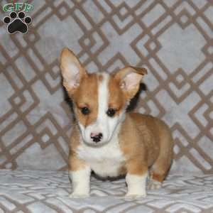 Ringo, Pembroke Welsh Corgi Puppy