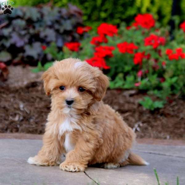 Ripple, Maltipoo Puppy