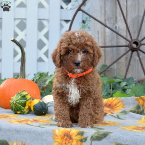 Ripples, Cavapoo Puppy