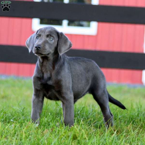 Rita, Charcoal Labrador Retriever Puppy