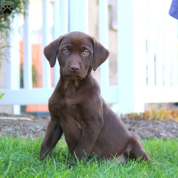 Rita, Chocolate Labrador Retriever Puppy