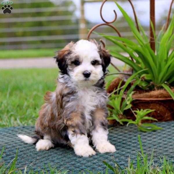 Rita, Havanese Puppy