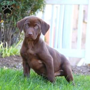 Rita, Chocolate Labrador Retriever Puppy