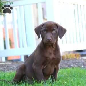 Rita, Chocolate Labrador Retriever Puppy