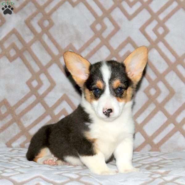 Ritchie, Pembroke Welsh Corgi Puppy