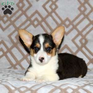 Ritchie, Pembroke Welsh Corgi Puppy