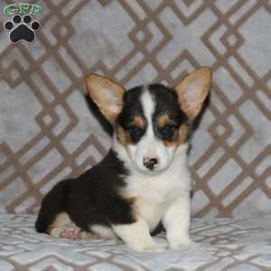 Ritchie, Pembroke Welsh Corgi Puppy