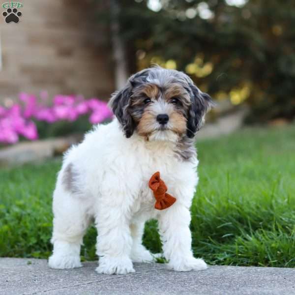 River, Cockapoo Puppy