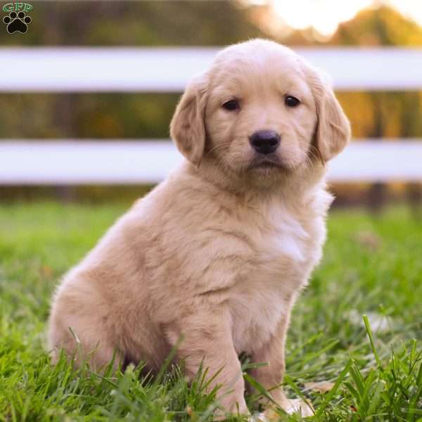 River, Golden Retriever Puppy